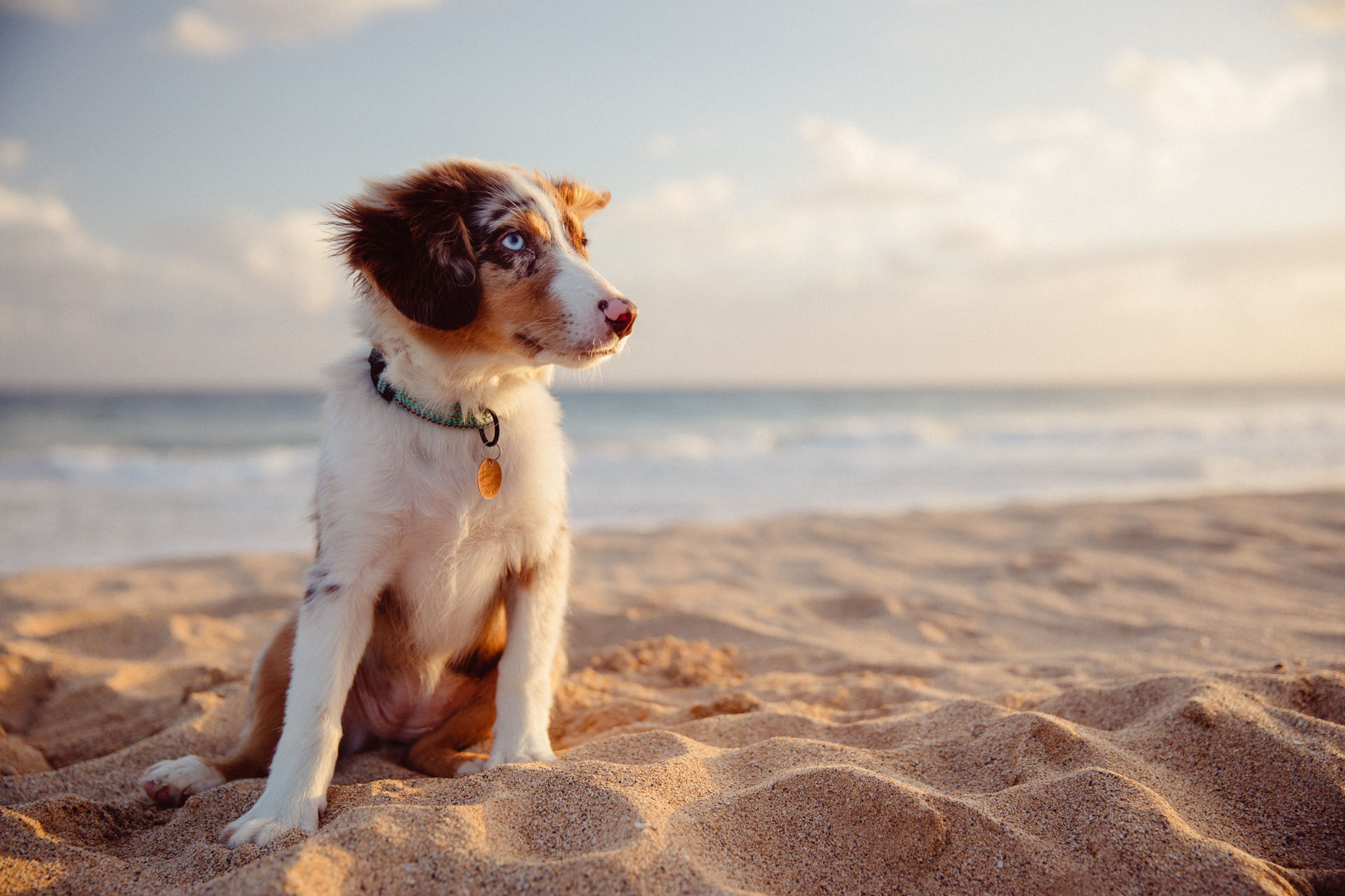 Veterinarian in Rahway, NJ